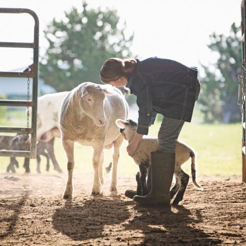 elevage_ovins elevage_ovins