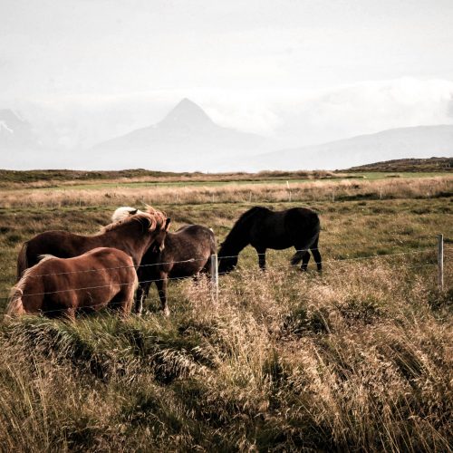 elevage_equin elevage_equin