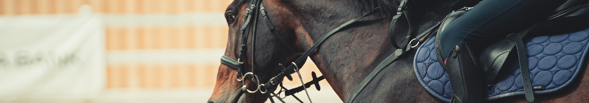 Secondes_activités_hippiques Seconde_Professionnelle_activité_hippique